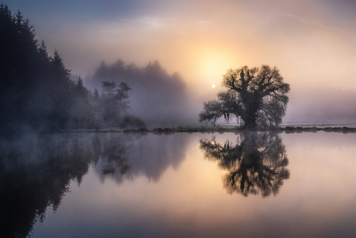 The old willow in the morning light Poster och Canvastavla