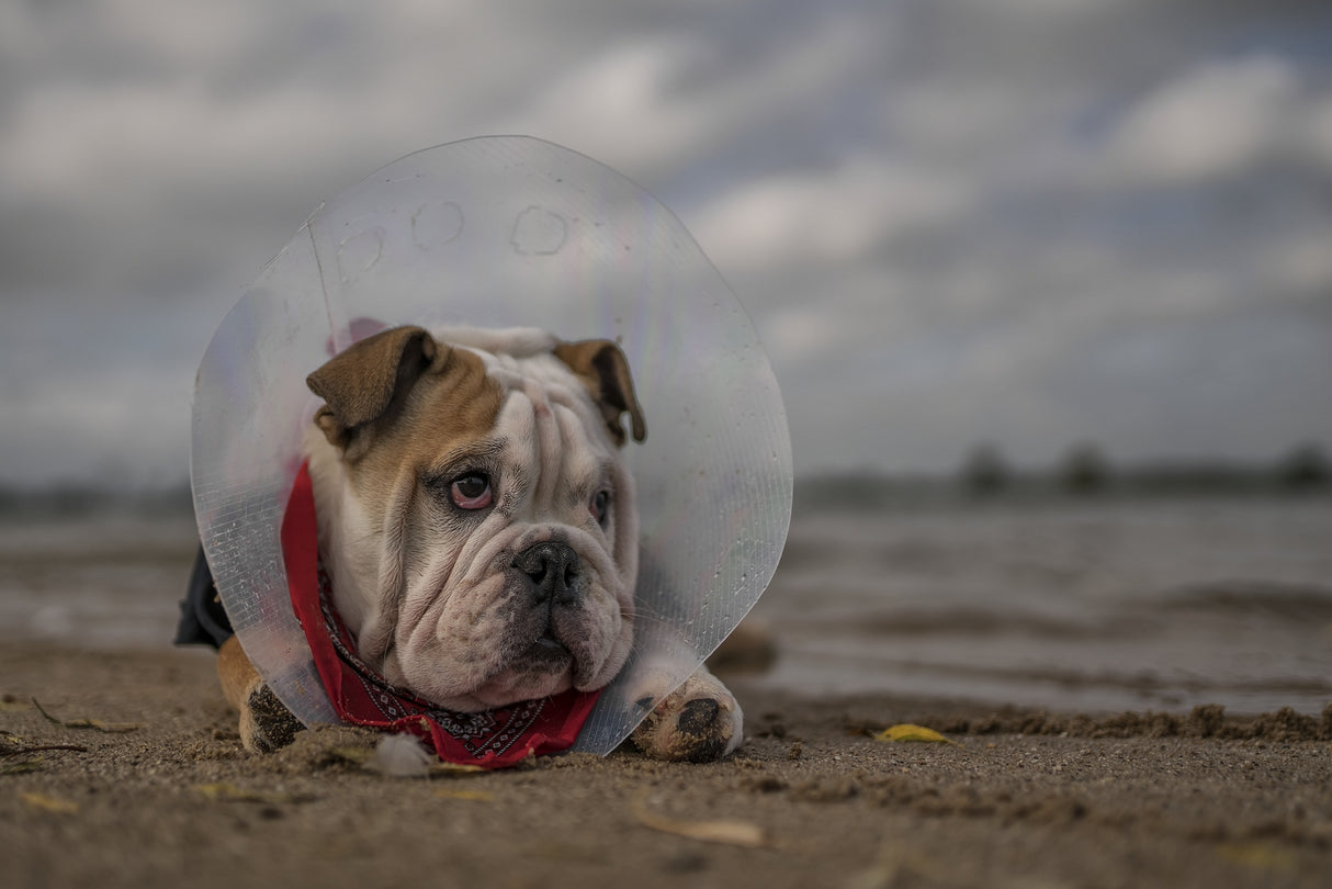 The Vet gave me this collar...and I am not happy with it! Poster och Canvastavla