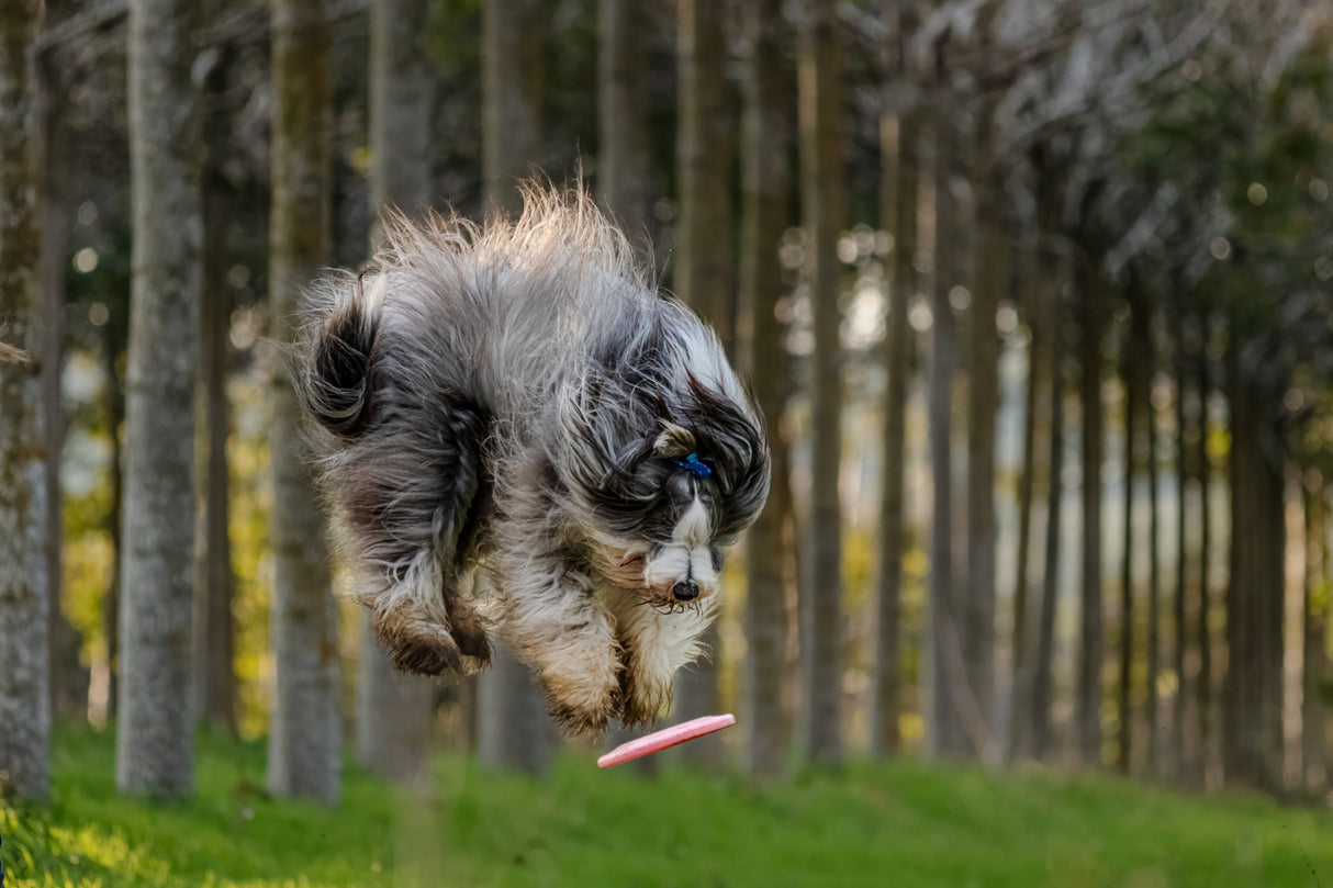 Dog and Frisbee Poster och Canvastavla