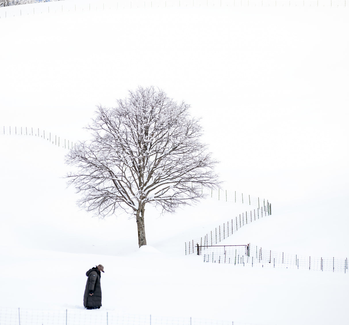 winter Poster och Canvastavla