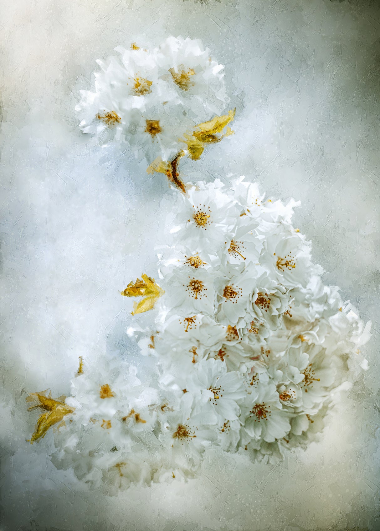 Cherry blossoms Poster och Canvastavla