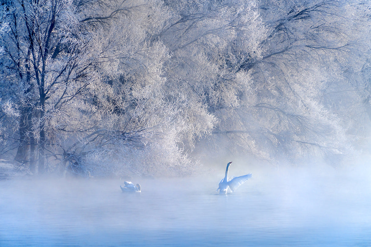 Swan Lake Poster och Canvastavla