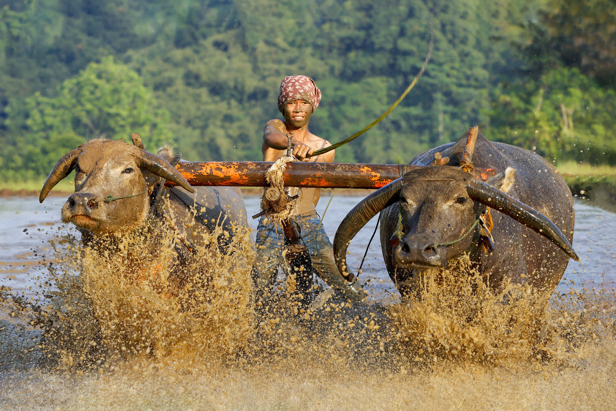 Plowing a Rice Field Poster och Canvastavla