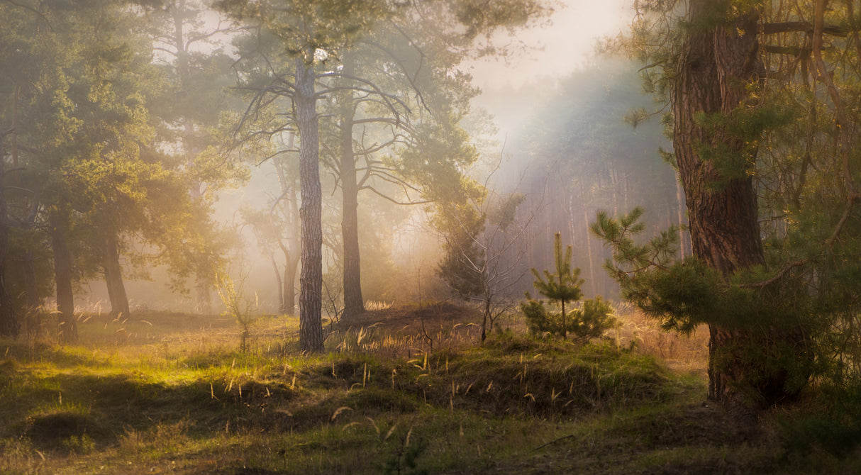 Morning light Poster och Canvastavla
