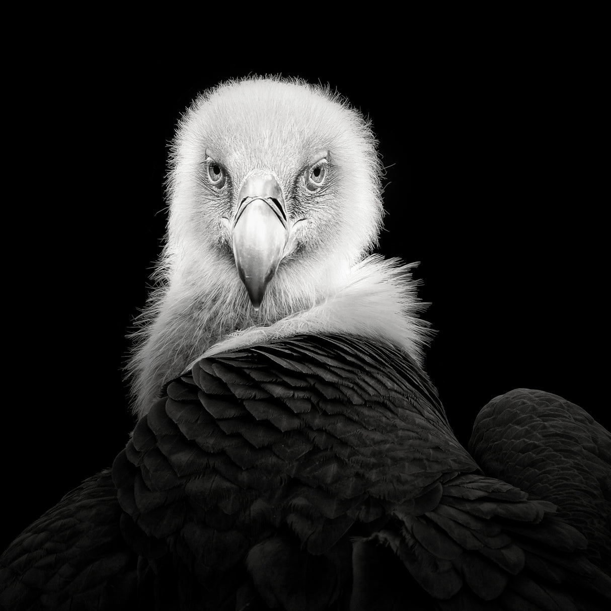 Eurasian Griffon #6 Poster och Canvastavla
