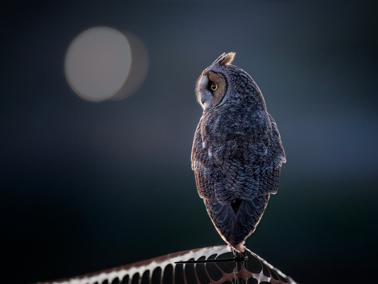 Night Watcher Poster och Canvastavla