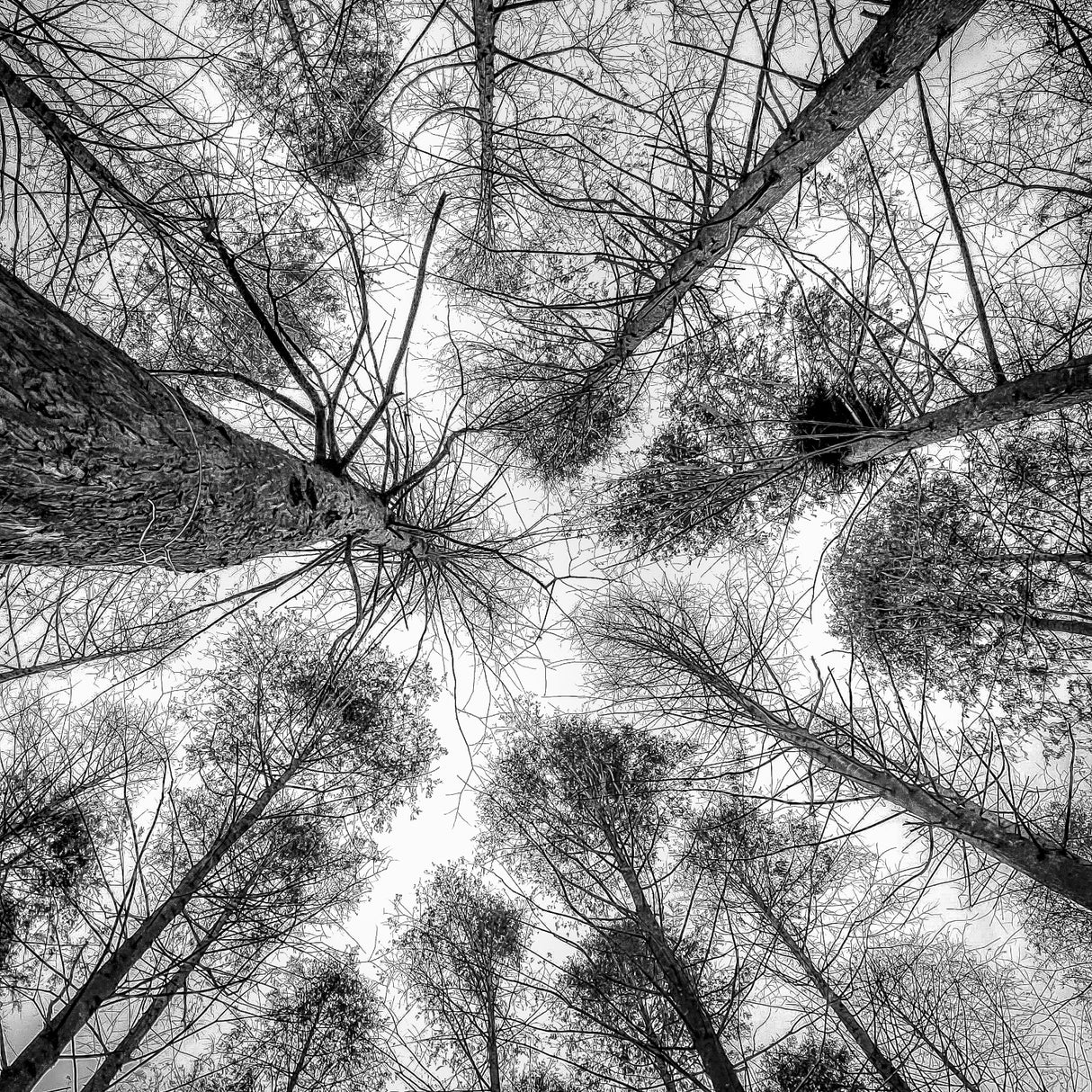 trees standing empty Poster och Canvastavla