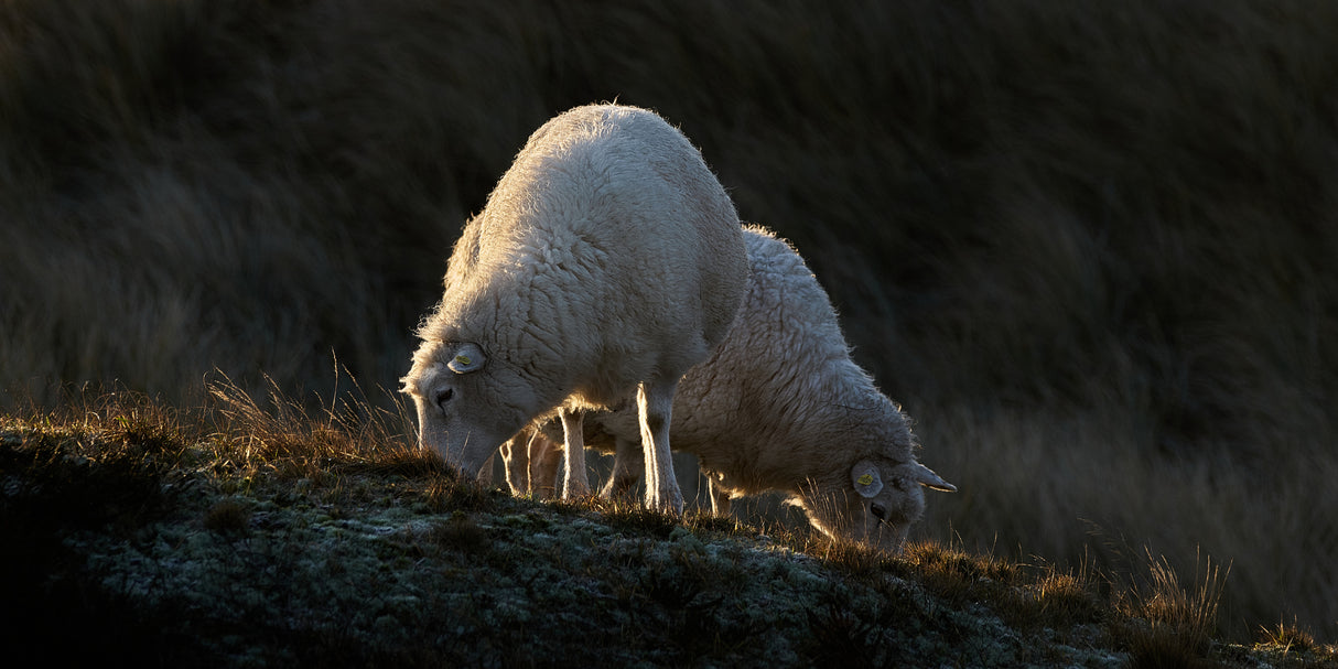 Sheep having breakfast in the first sunlight Poster och Canvastavla