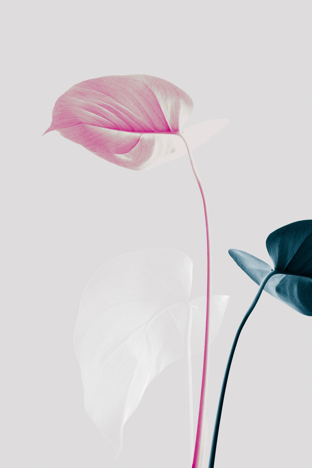 Monstera Creative 24 Poster och Canvastavla