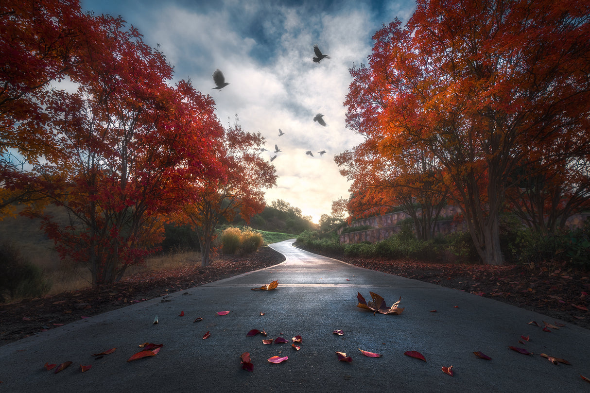Fall Colors Poster och Canvastavla