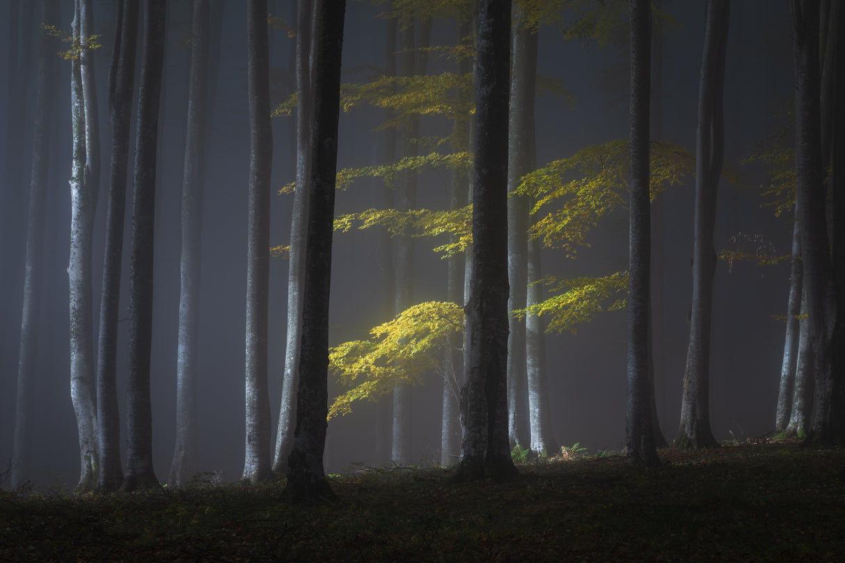 Foggy morning Poster och Canvastavla