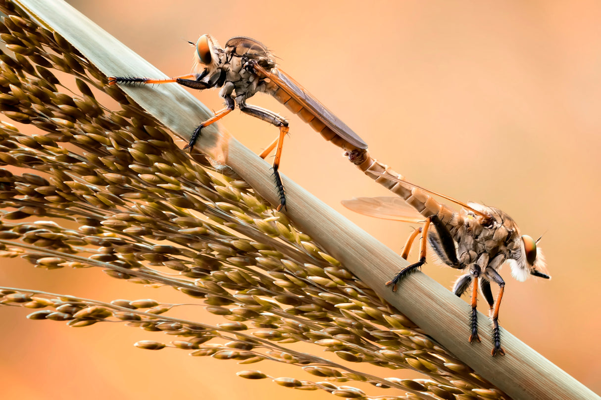 Golden Robberfly Moment Poster och Canvastavla