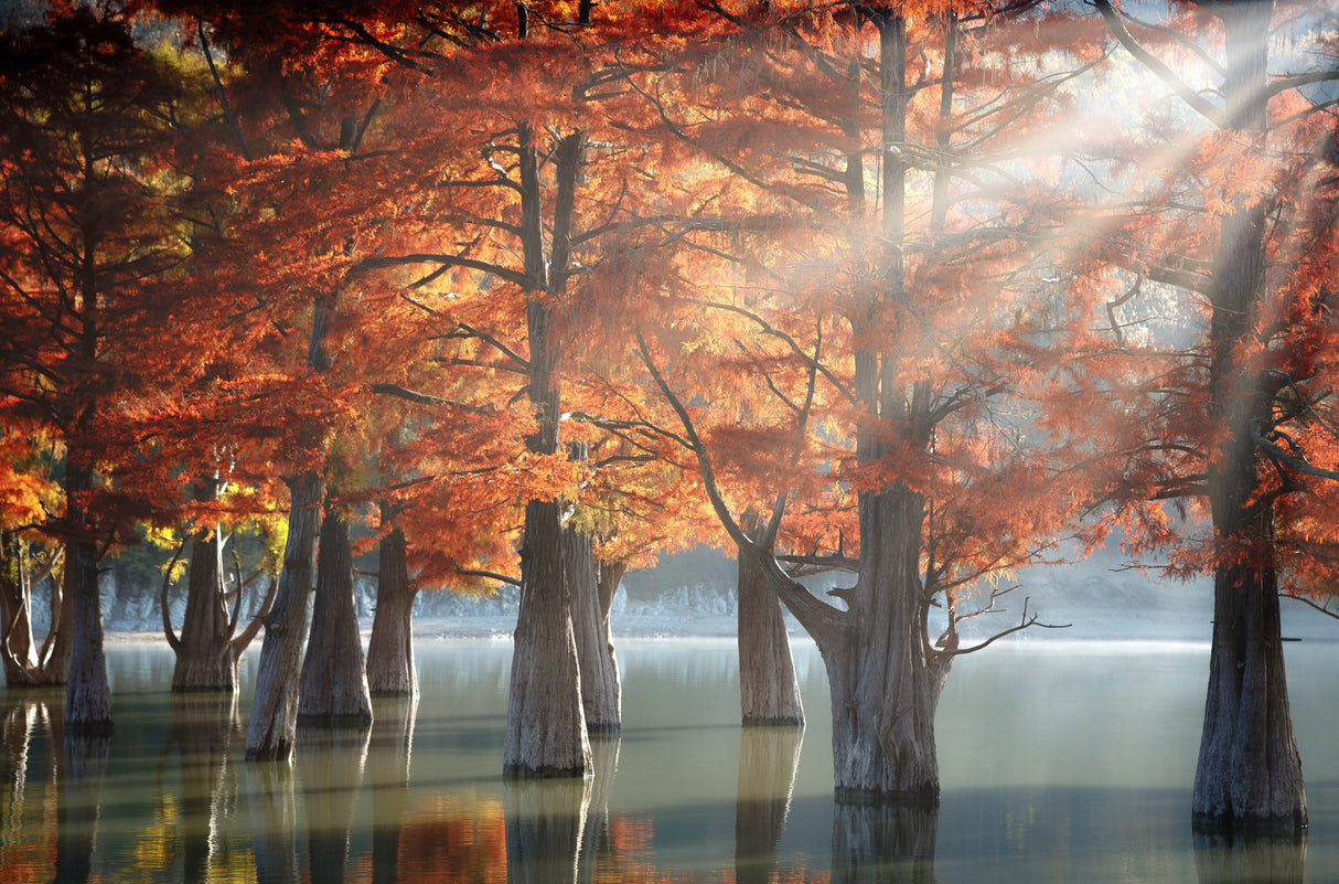 Sunny Cypress Trees Poster och Canvastavla