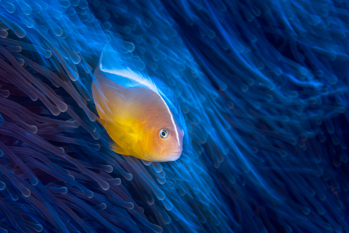 Clownfish Poster och Canvastavla