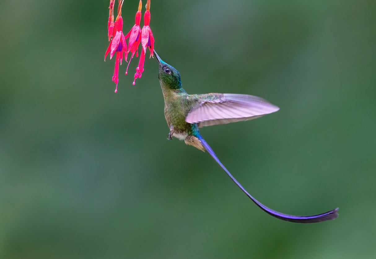 Hummingbird Violet-tailed sylph Poster och Canvastavla