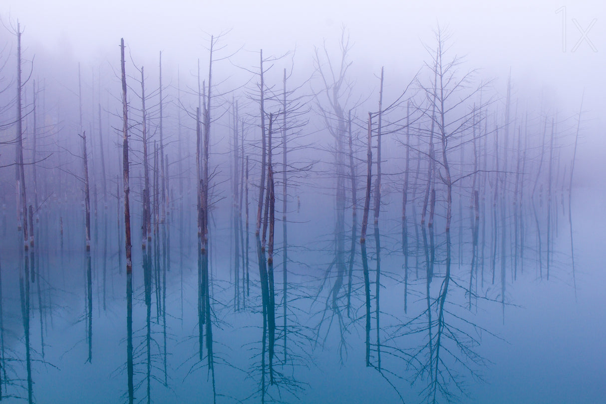 Misty Blue Pond Poster och Canvastavla