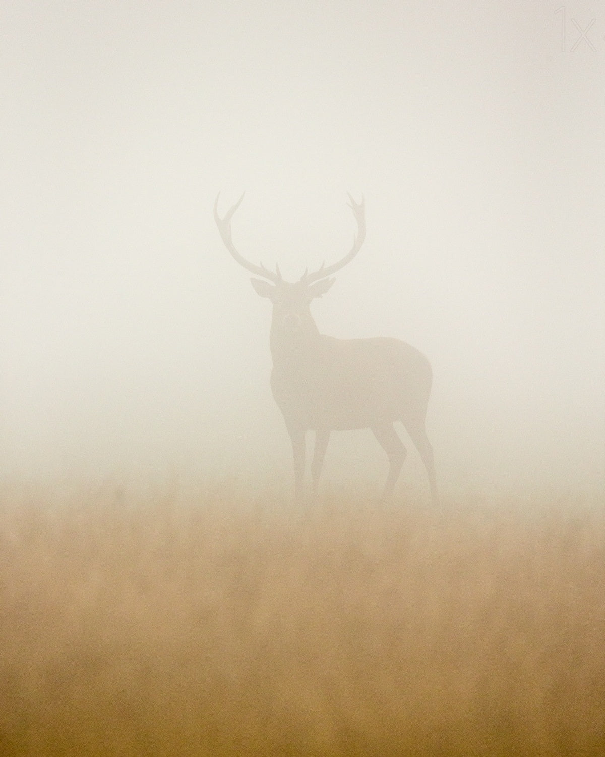 Ghost Stag Poster och Canvastavla