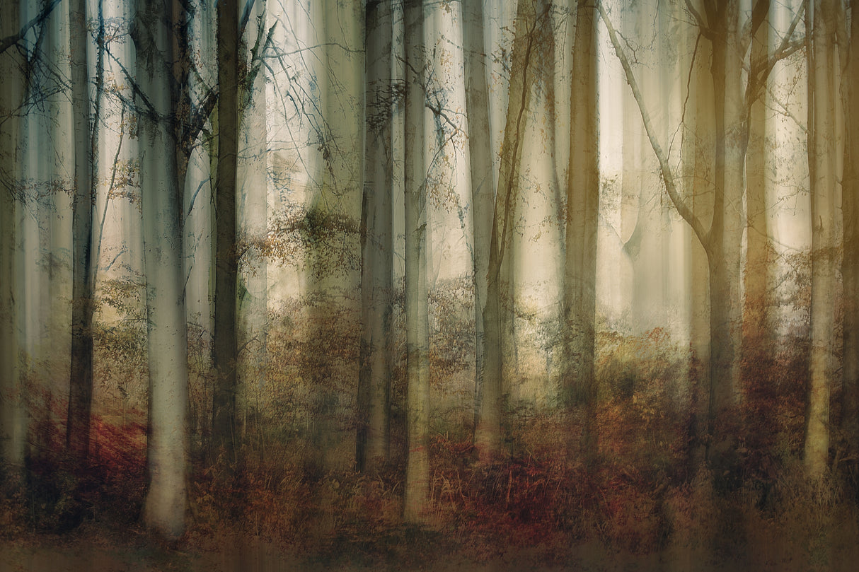 Autumn light Poster och Canvastavla