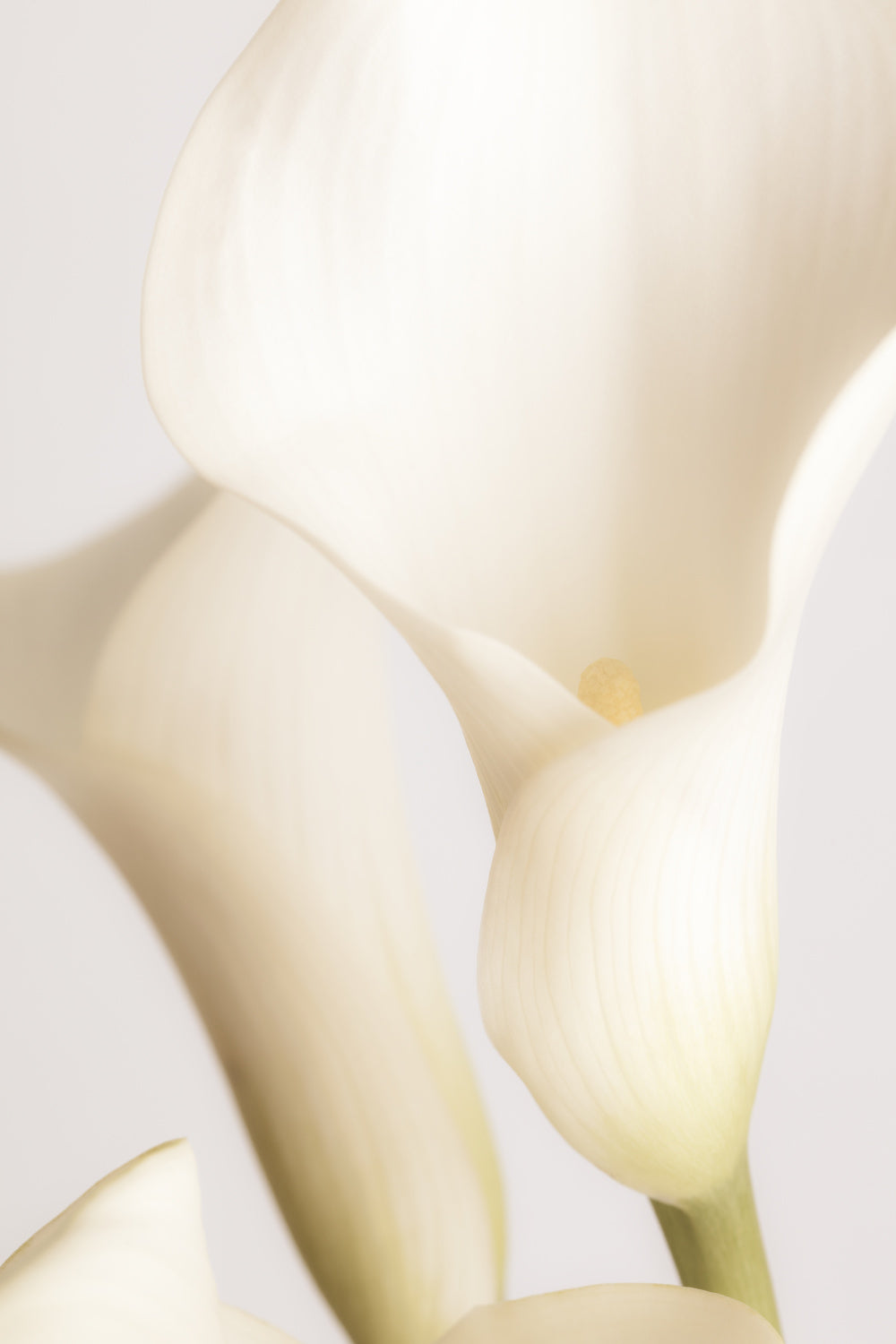White Calla Lily No 2 Poster och Canvastavla