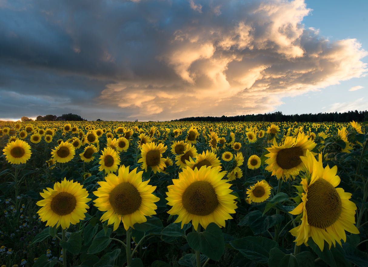Sunflowers in Sweden. Poster och Canvastavla