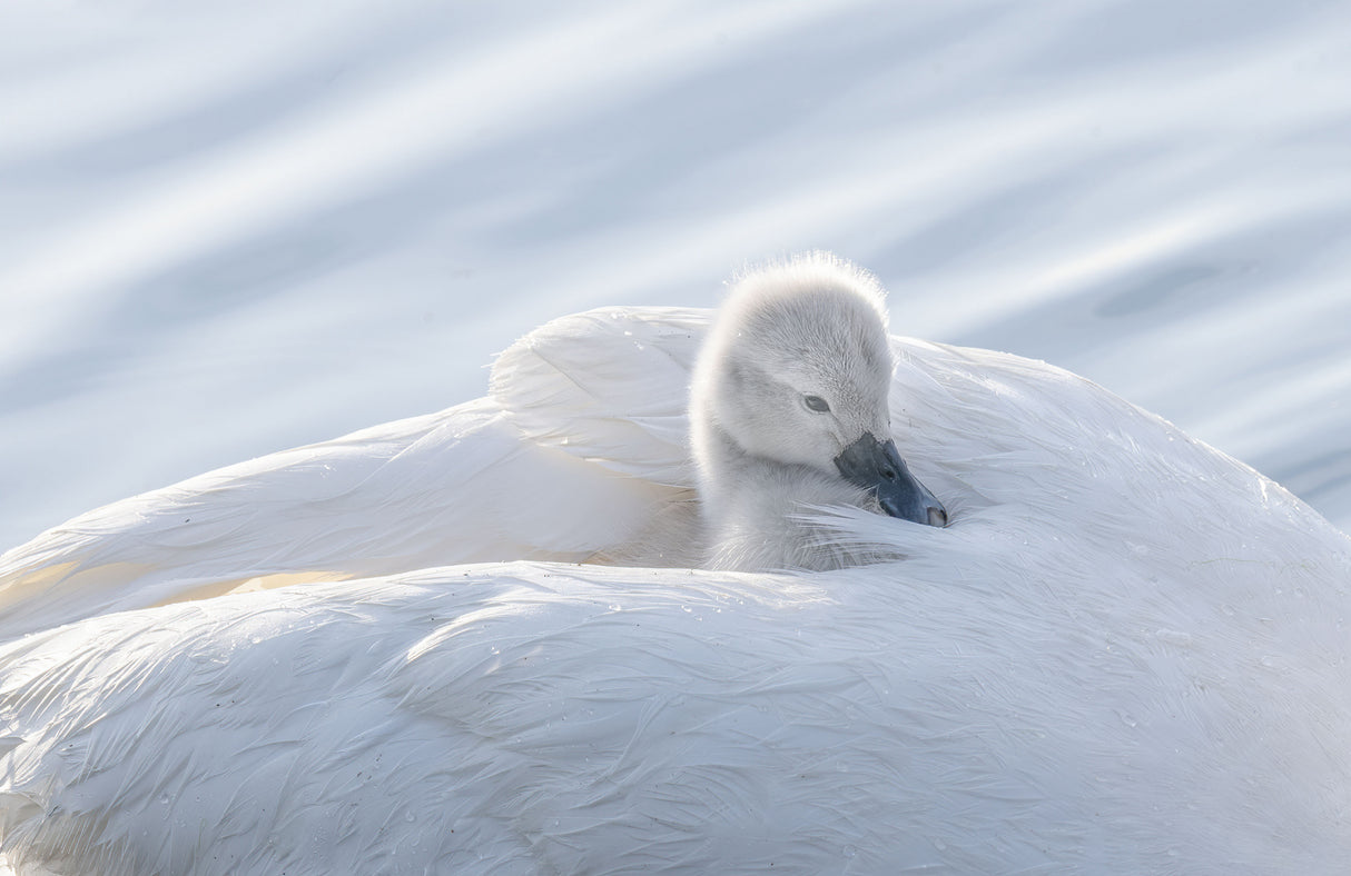 baby swan Poster och Canvastavla
