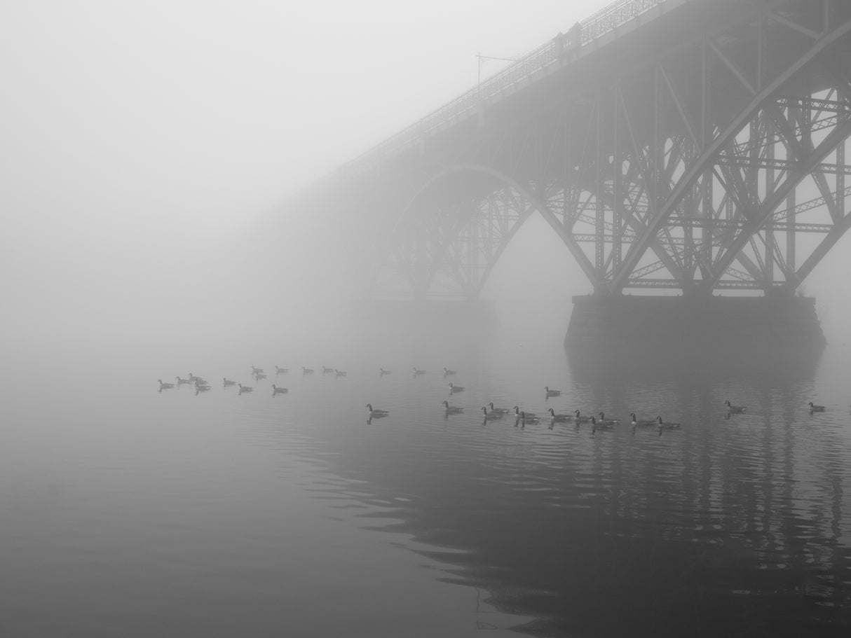 geese at strawberry mansion bridge Poster och Canvastavla