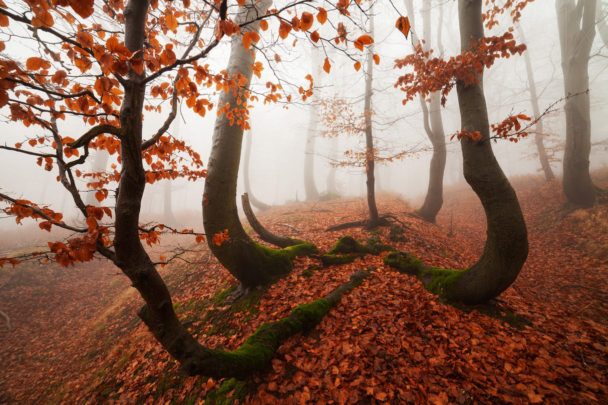 Fairytale Forest Poster och Canvastavla