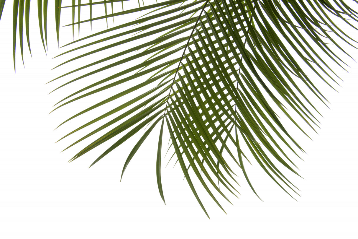 Palm Leaves Foliage Photo III Poster och Canvastavla