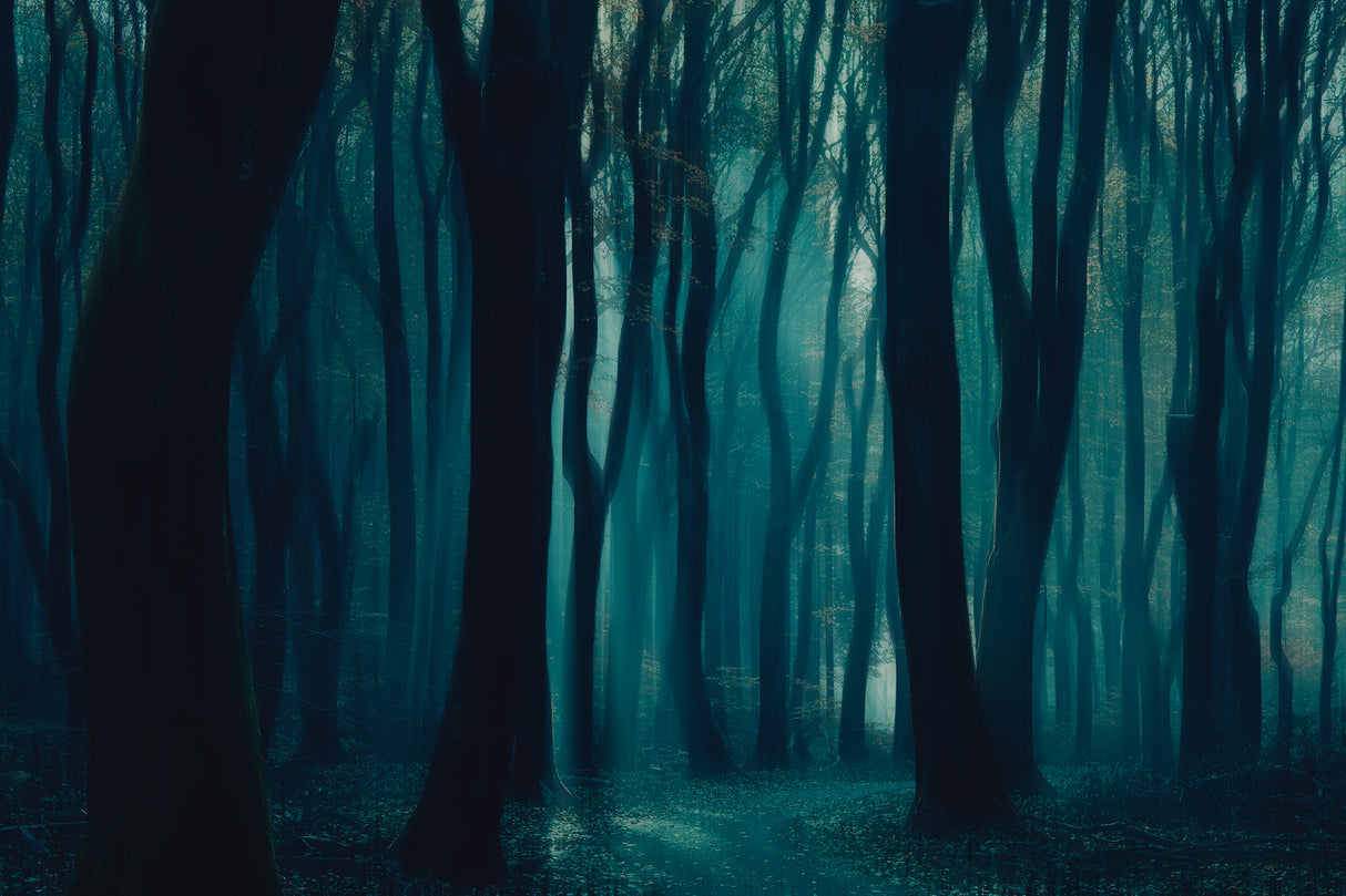 The dark forest Poster och Canvastavla