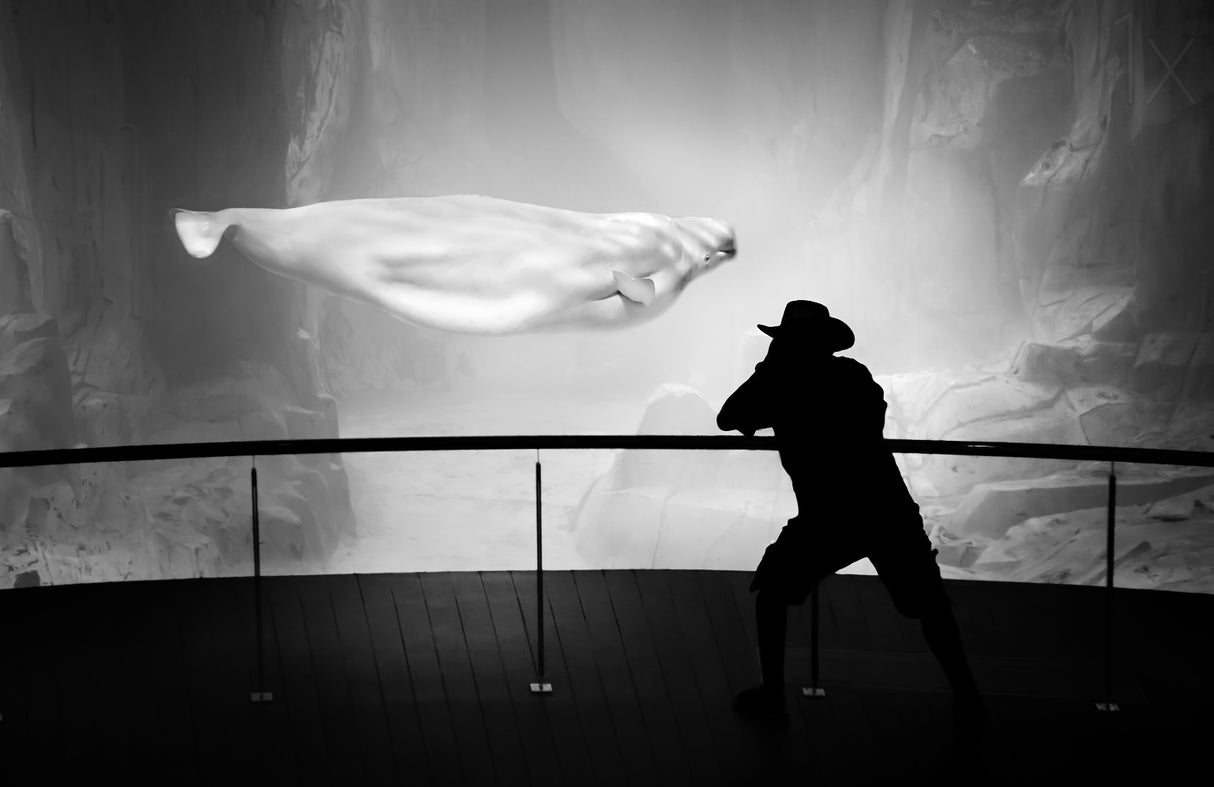 Photographer and beluga Poster och Canvastavla
