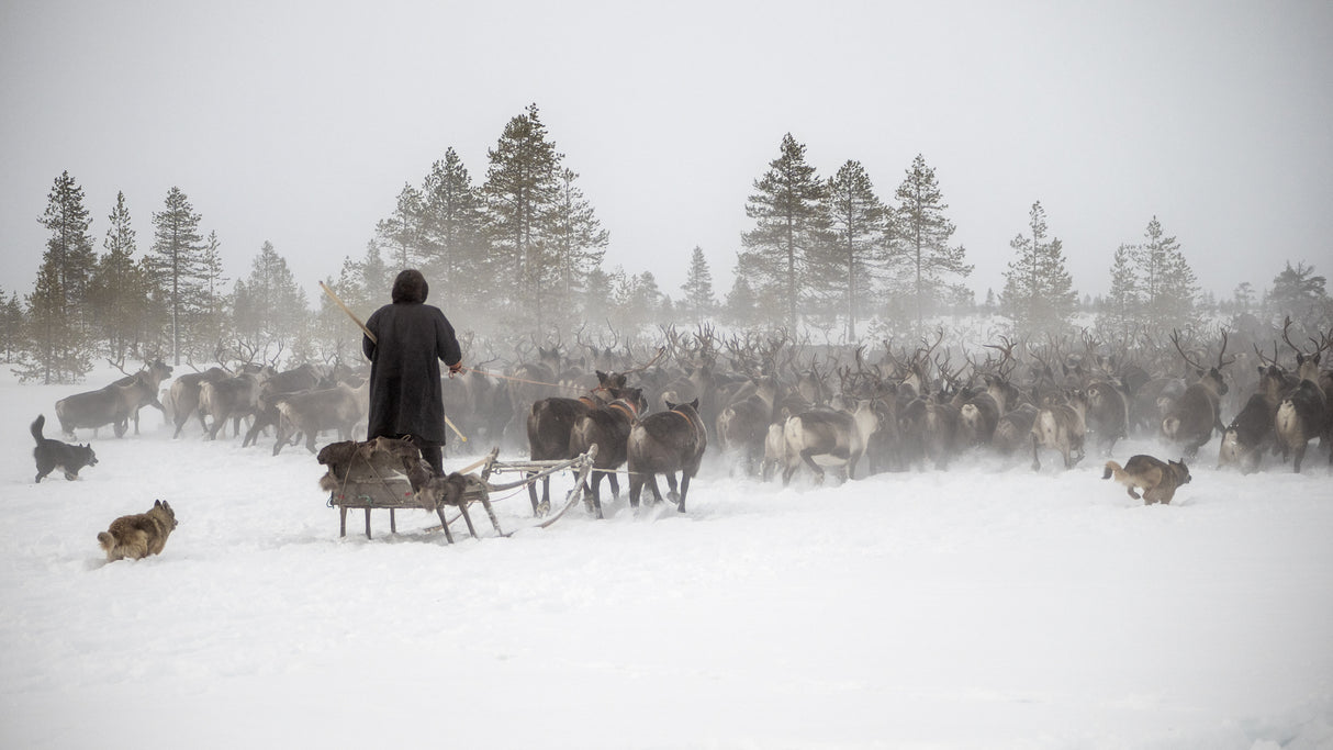 Arkadij drives a herd of reindeer Poster och Canvastavla