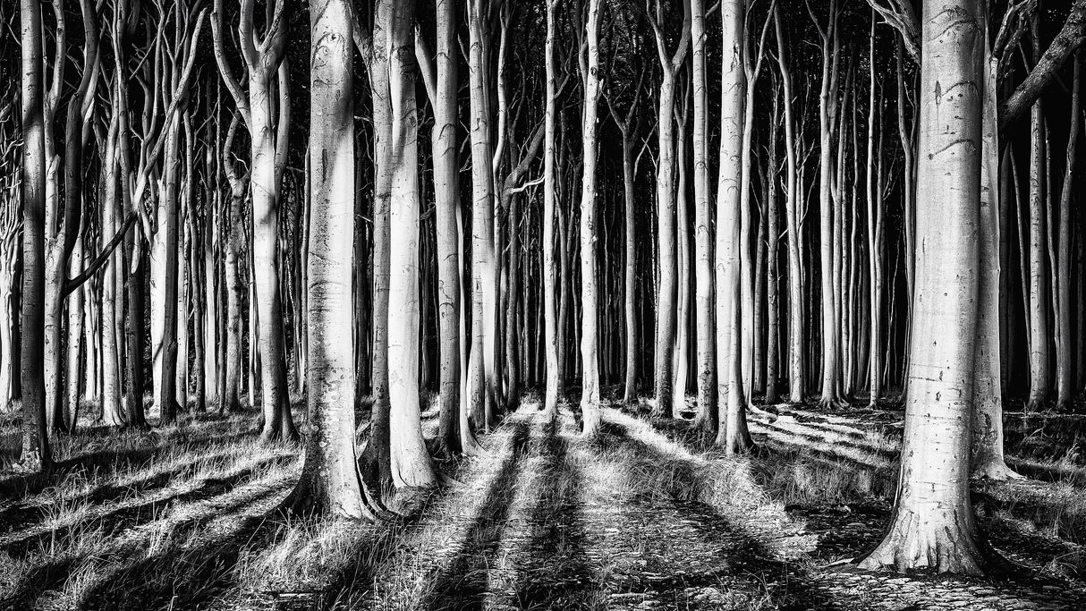 Ghost Forest Poster och Canvastavla