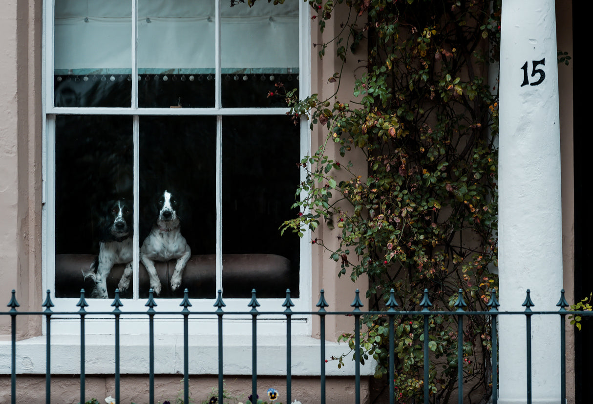 Spaniels Poster och Canvastavla