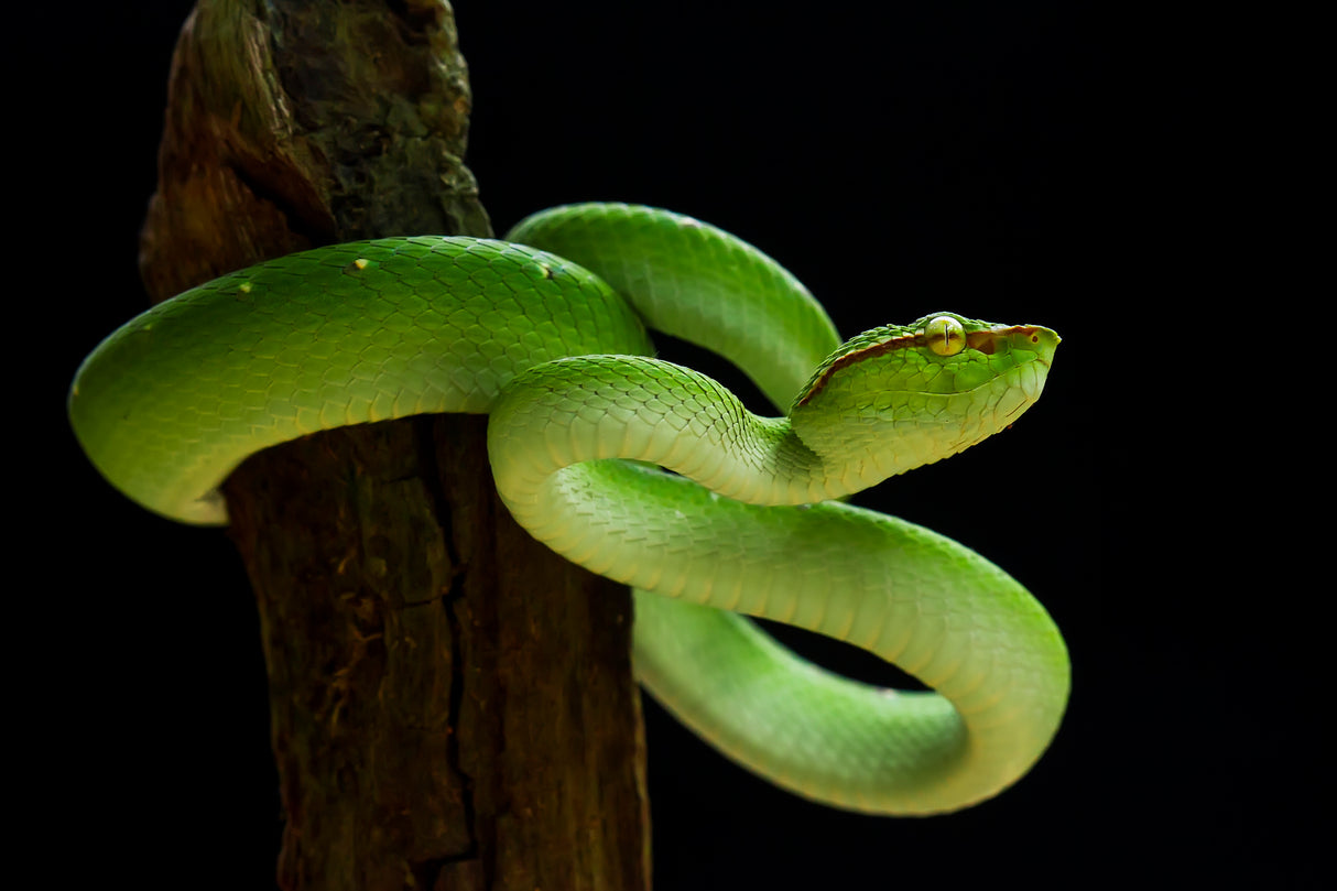 Viper (tropidolaemus subannulatus) Poster och Canvastavla
