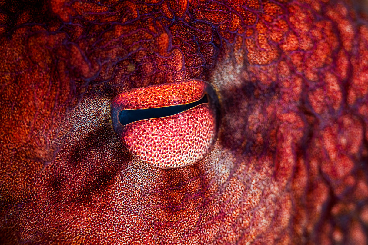 Octopus Eye Poster och Canvastavla
