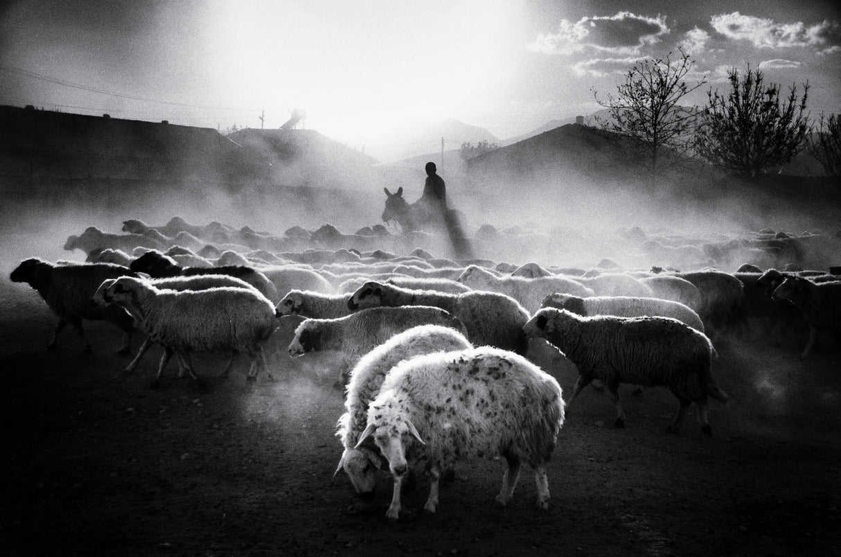 Sheep Herd Poster och Canvastavla