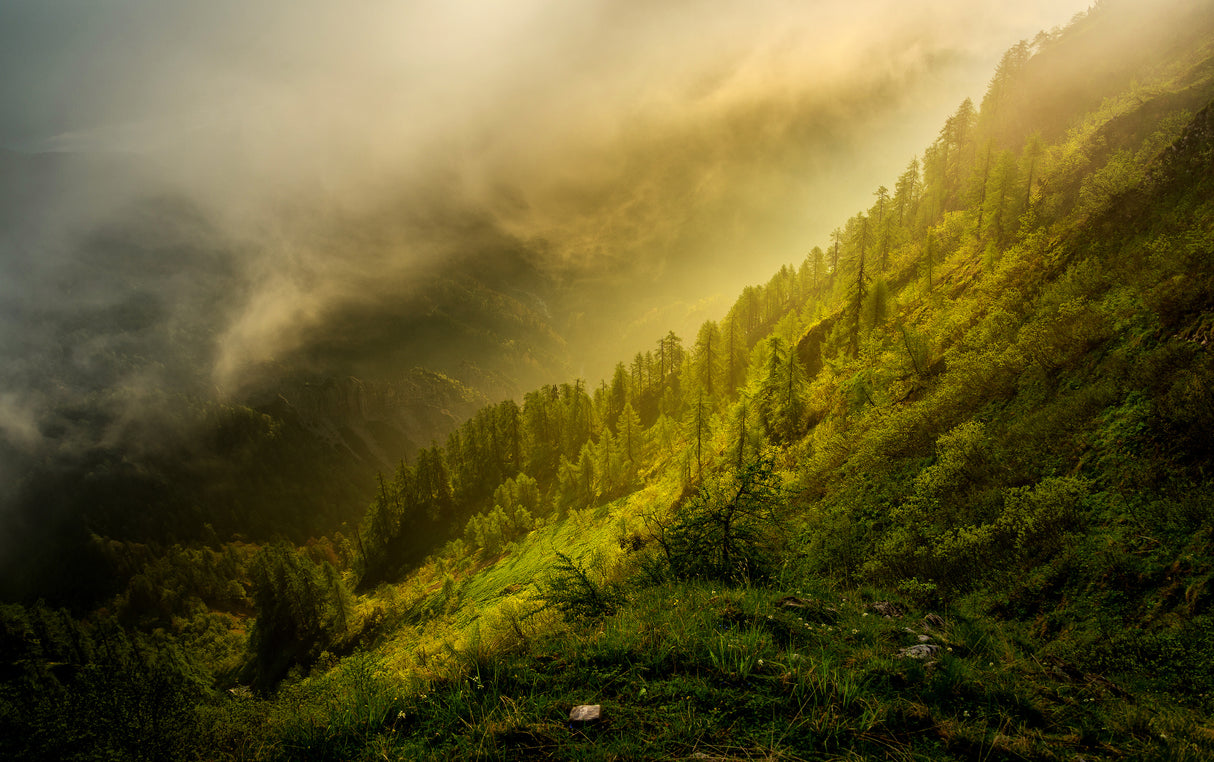 Lothlorien forest Poster och Canvastavla