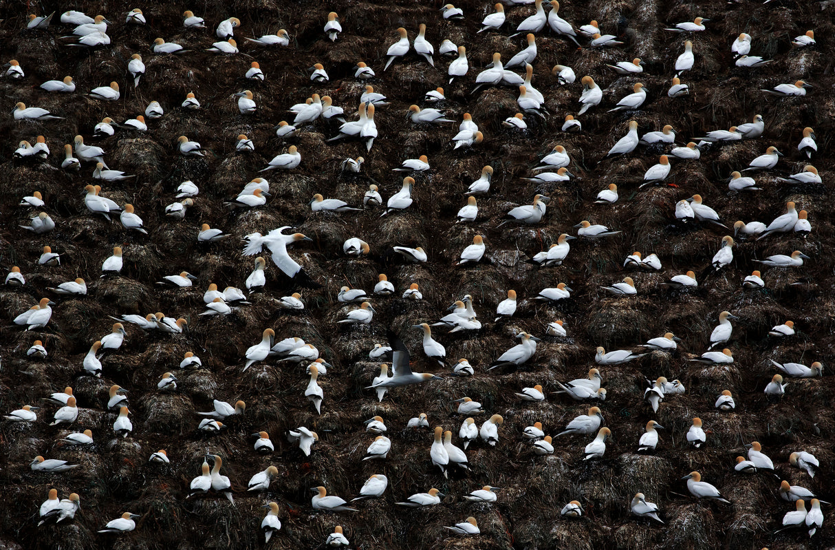 Overcrowded Poster och Canvastavla