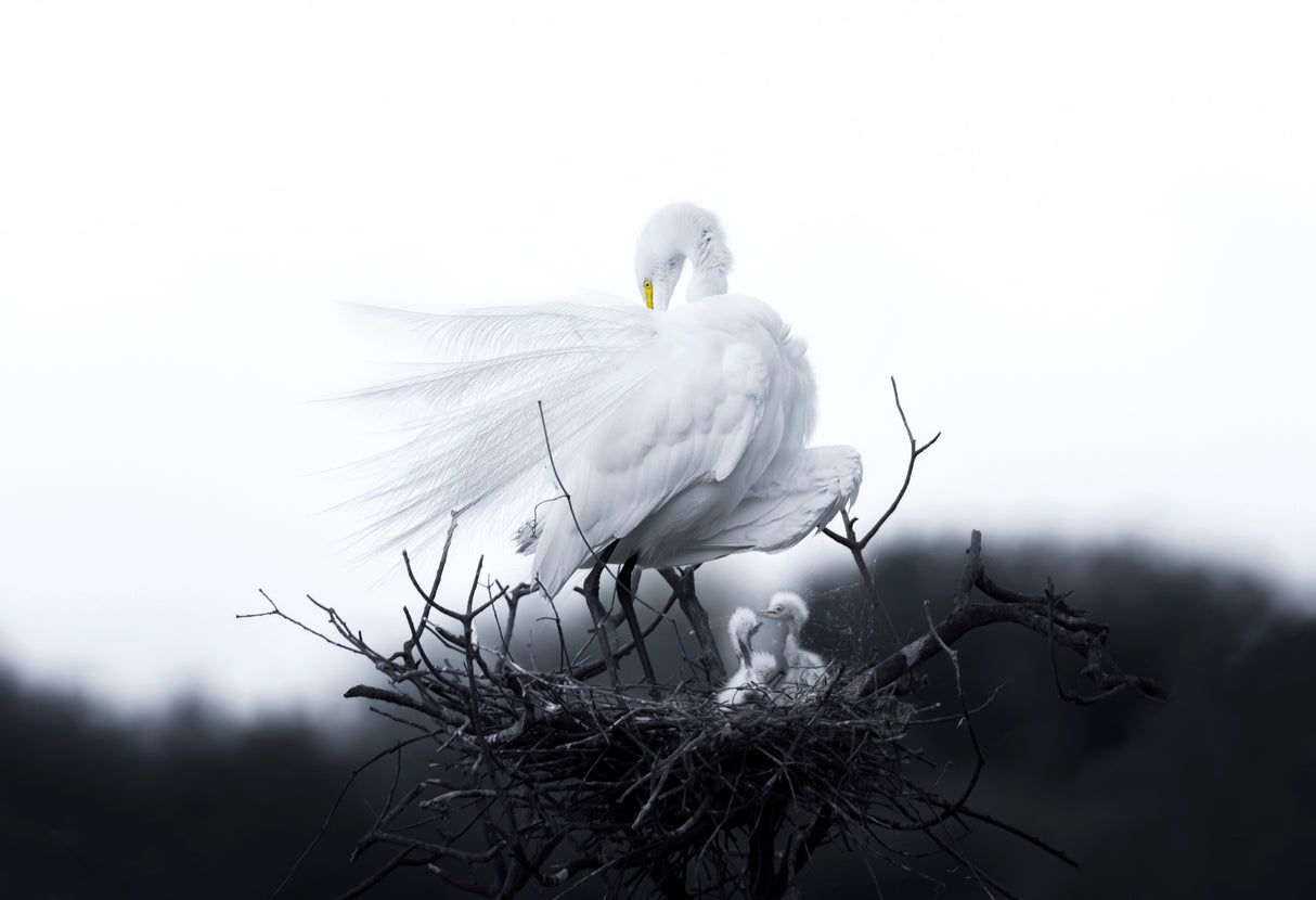 Mother and baby birds Poster och Canvastavla