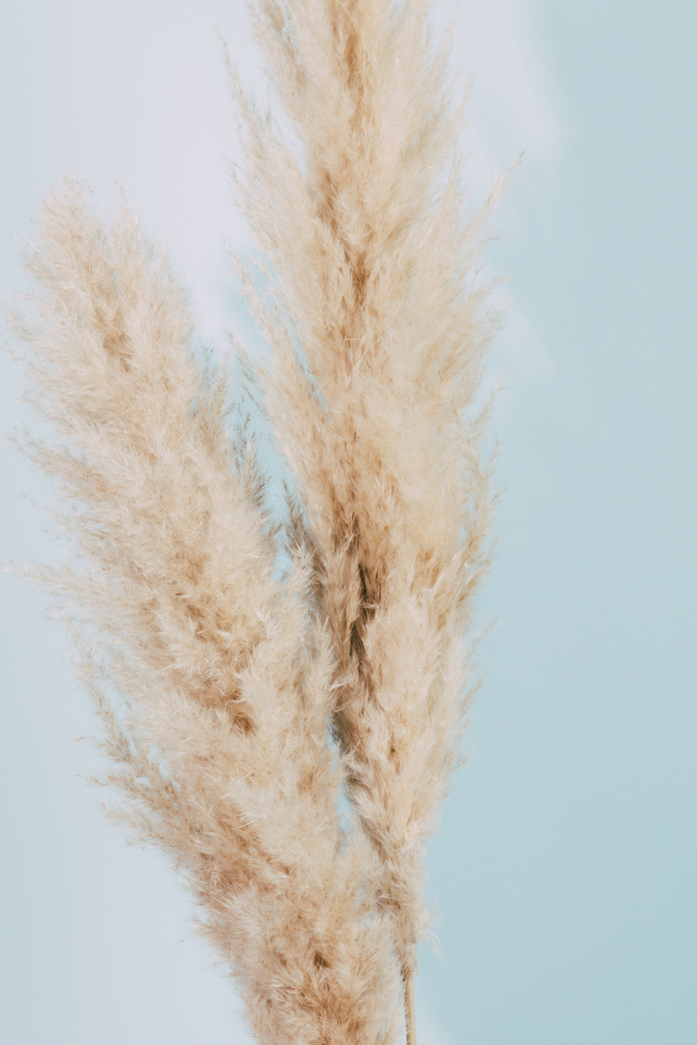 Pampas Grass Blue 02 Poster och Canvastavla