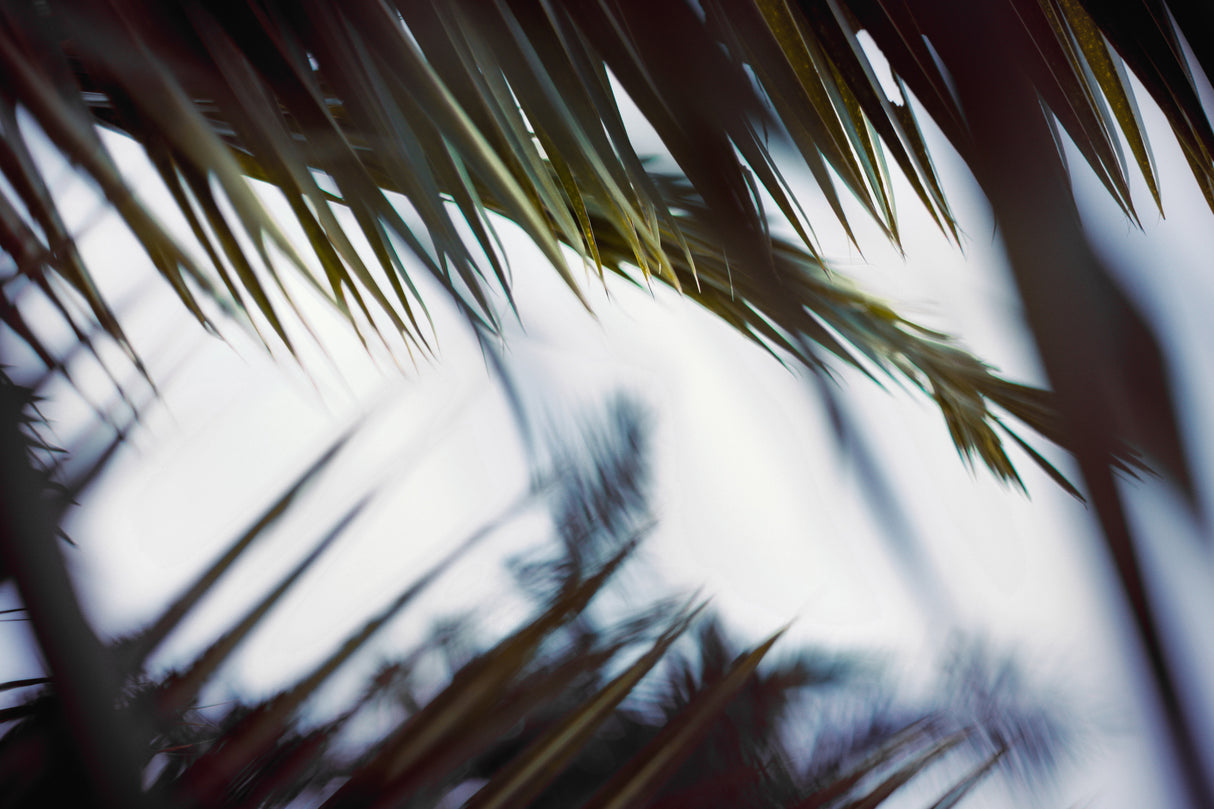 Palm Branches Poster och Canvastavla
