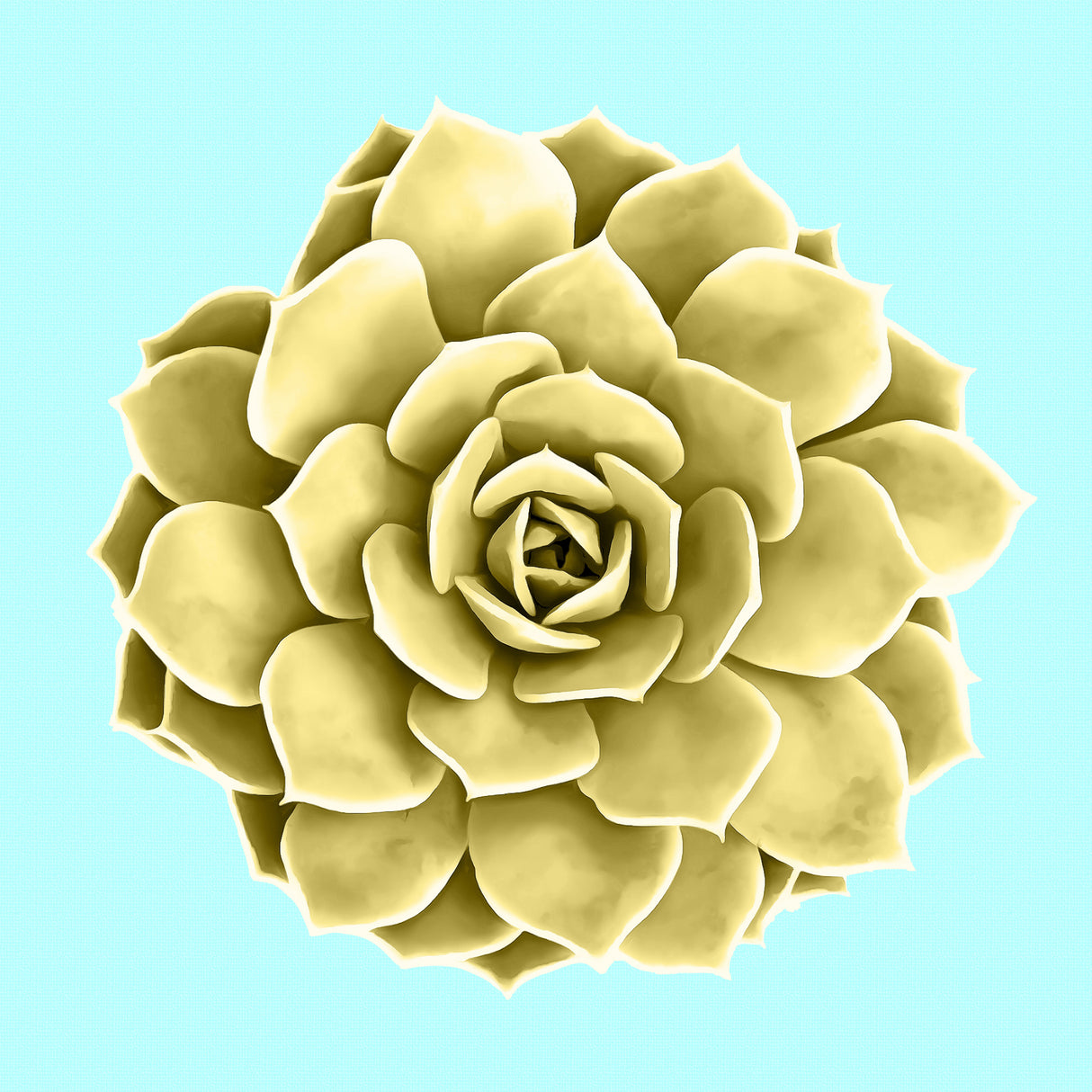 Yellow Succulents on Teal Poster och Canvastavla