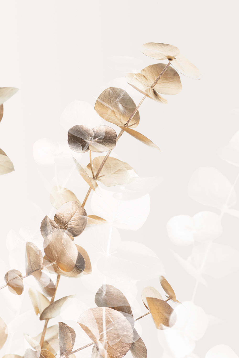 Eucalyptus Creative Gold 02 Poster och Canvastavla