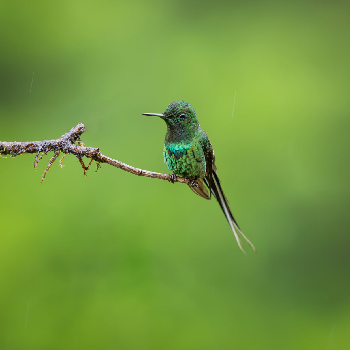 Green Thorntail Poster och Canvastavla