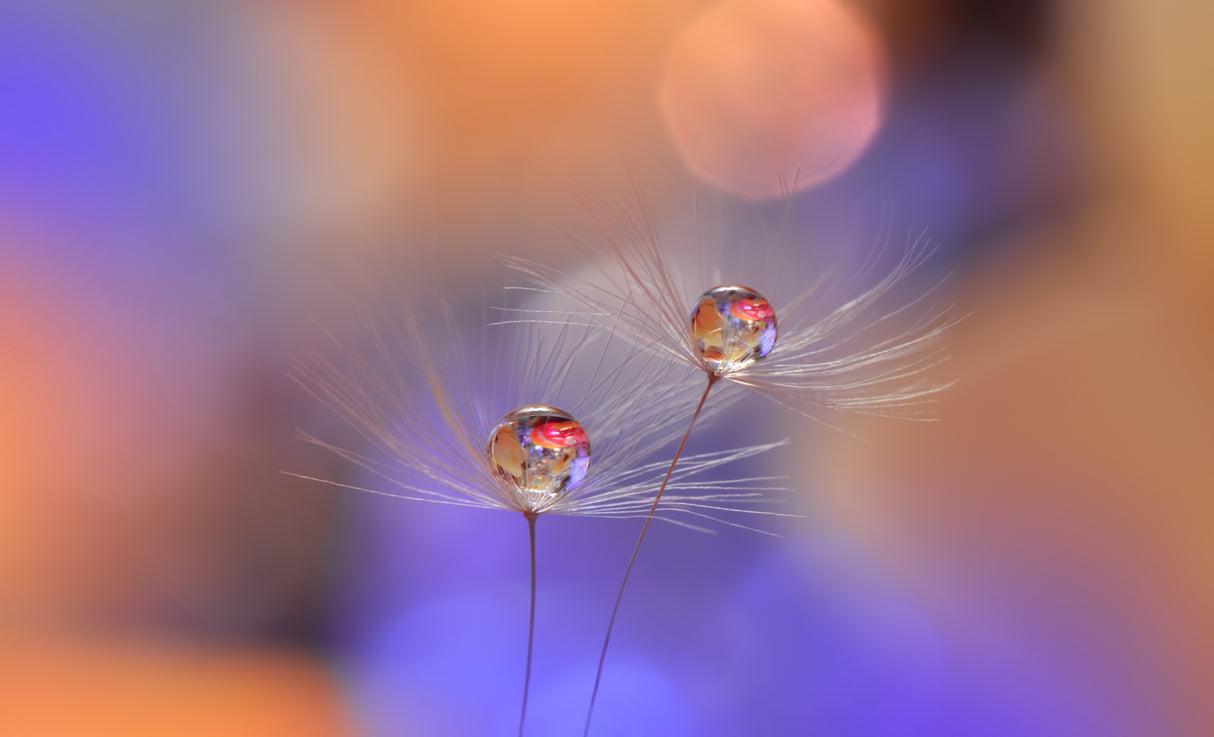Born Anew .. Poster och Canvastavla
