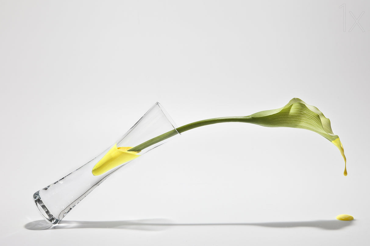 Calla Poster och Canvastavla