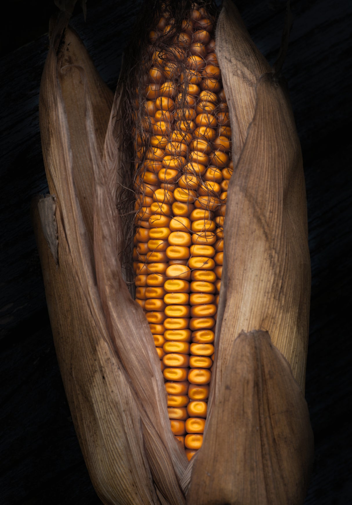 Corn Poster och Canvastavla