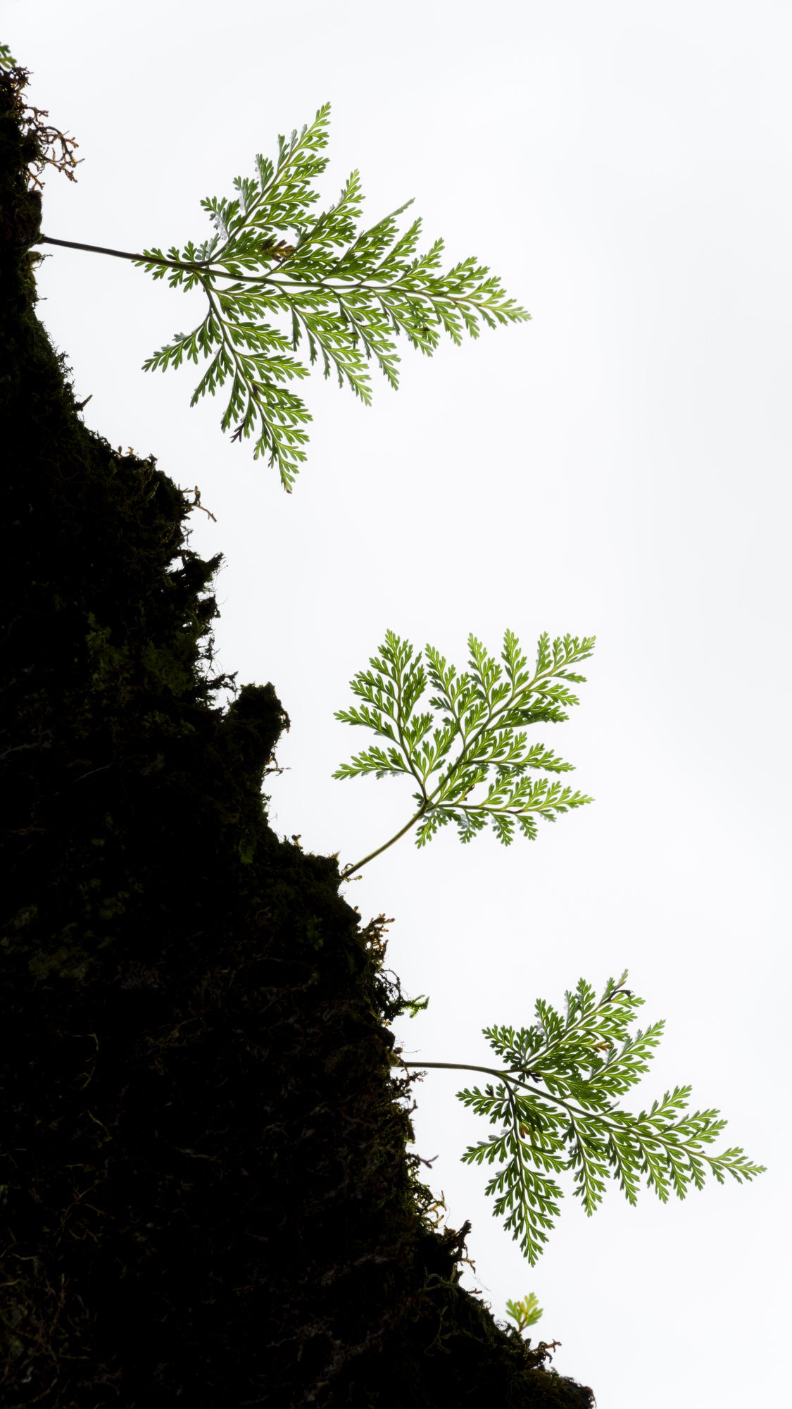 Fern Detail vertical Poster och Canvastavla