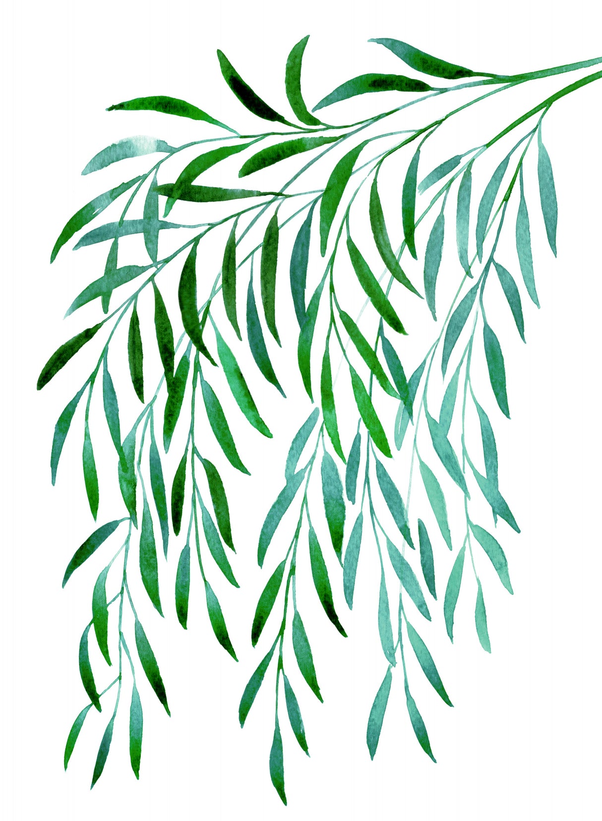 Cascading watercolor eucalyptus Poster och Canvastavla