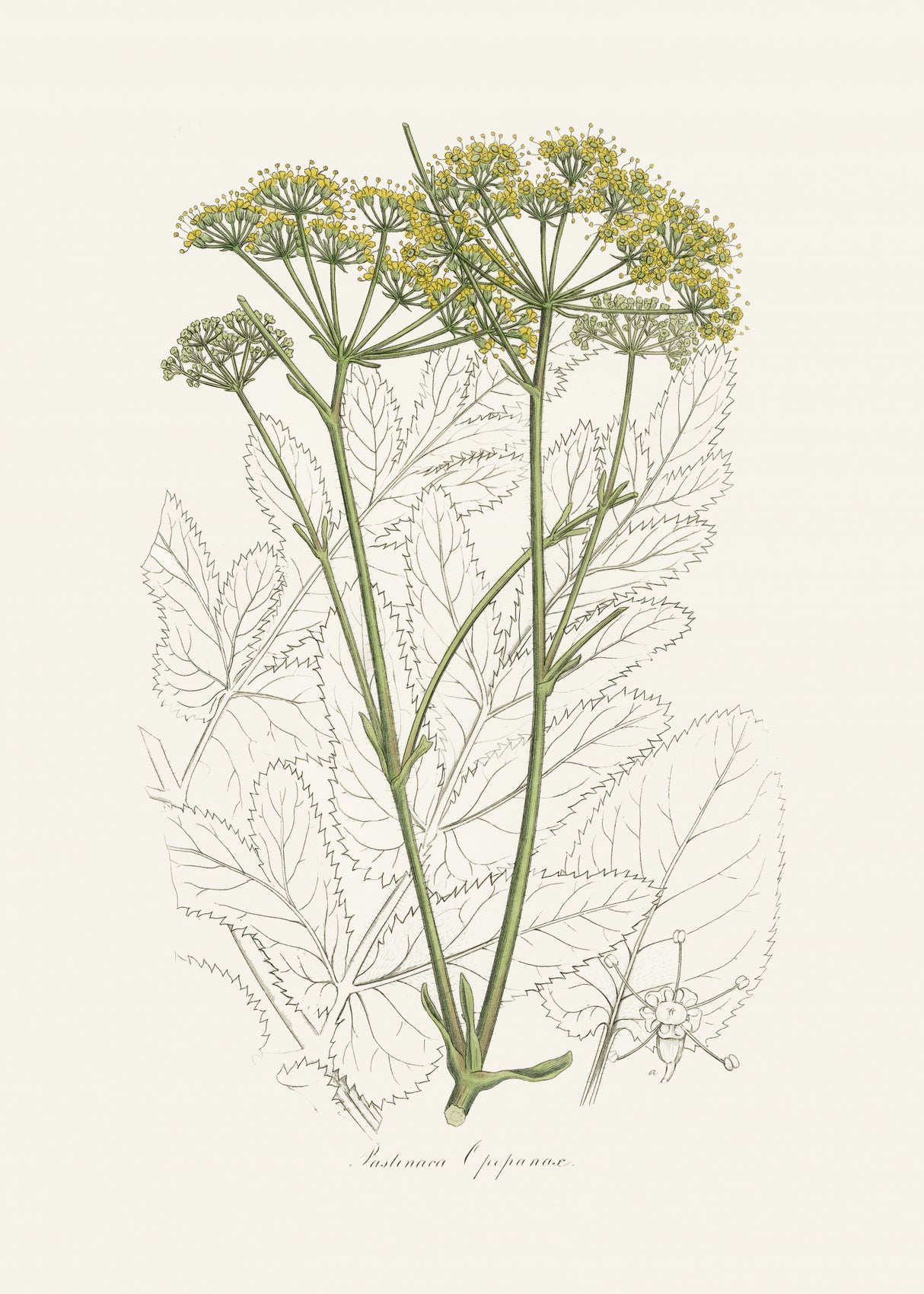 Opobalsam (pastinaca Opopanax) Medical Botany Poster och Canvastavla